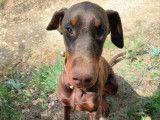 Chien femelle Doberman LOF &agrave; vendre