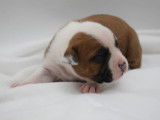 À réserver : chiots American Staffordshire Terriers LOF