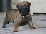 À réserver : 8 chiots Bergers Belges Malinois LOF
