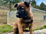 À réserver : 8 chiots Bergers Belges Malinois LOF
