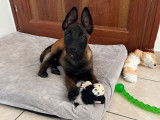 À réserver : 8 chiots Bergers Belges Malinois LOF