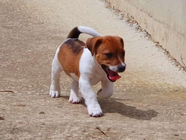 Magnifiques Chiots Jack Russell LOF à vendre