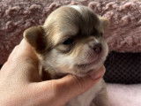Un chiot mâle Chihuahua bicolore LOF à réserver