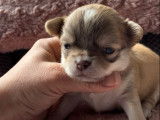 Un chiot mâle Chihuahua bicolore LOF à réserver