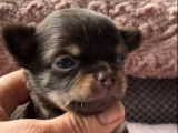 Un chiot mâle Chihuahua bicolore LOF à réserver