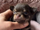 Un chiot mâle Chihuahua bicolore LOF à réserver
