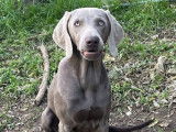 Chienne Braque de Weimar LOF d’un an grise disponible à l’achat