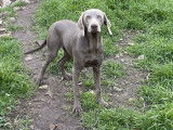 Chienne Braque de Weimar LOF d’un an grise disponible à l’achat