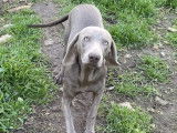 Chienne Braque de Weimar LOF d’un an grise disponible à l’achat