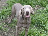 Chienne Braque de Weimar LOF d’un an grise disponible à l’achat
