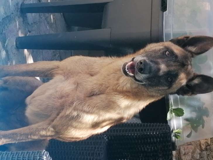 Femelle Malinois à donner
