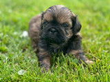 4 chiots Shih Tzu LOF disponibles à la réservation