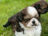 4 chiots Shih Tzu LOF disponibles à la réservation