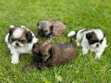 4 chiots Shih Tzu LOF disponibles à la réservation