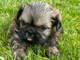 4 chiots Shih Tzu LOF disponibles à la réservation