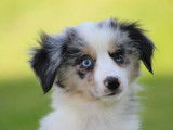 Un chiot femelle Berger Américain Miniature bleu merle LOF à la vente