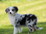 Un chiot femelle Berger Américain Miniature bleu merle LOF à la vente