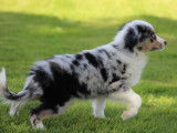 Un chiot femelle Berger Américain Miniature bleu merle LOF à la vente