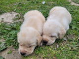 Des chiots Labrador Retrievers sable LOF disponibles à la réservation