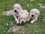 Des chiots Labrador Retrievers sable LOF disponibles à la réservation
