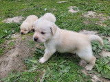 Des chiots Labrador Retrievers sable LOF disponibles à la réservation