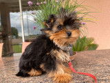 Disponible &agrave; la vente un chiot m&acirc;le Yorkshire Terrier LOF