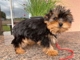 Disponible &agrave; la vente un chiot m&acirc;le Yorkshire Terrier LOF