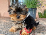 Disponible &agrave; la vente un chiot m&acirc;le Yorkshire Terrier LOF