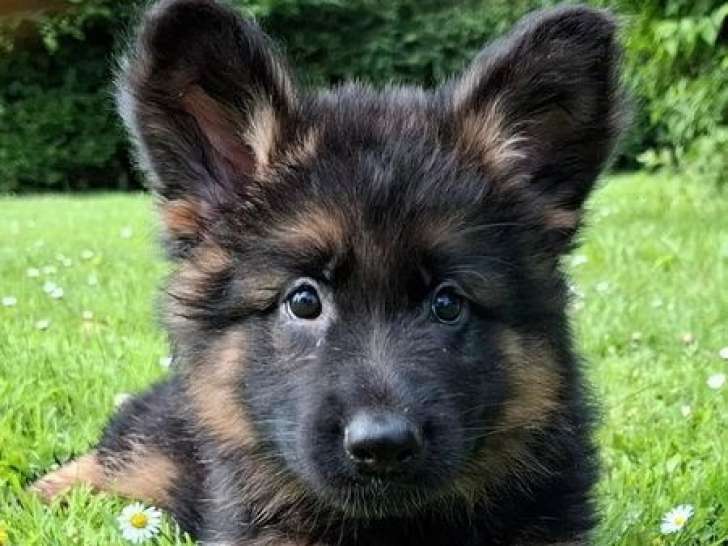 4 chiots mâles Bergers Allemands LOF à réserver