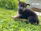 4 chiots mâles Bergers Allemands LOF à réserver