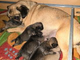 À réserver 4 chiots Carlins non LOF