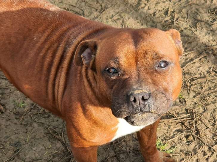 Chienne Staffordshire Bull Terrier fauve de 3 ans LOF en vente