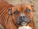 Chienne Staffordshire Bull Terrier fauve de 3 ans LOF en vente