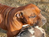 Chienne Staffordshire Bull Terrier fauve de 3 ans LOF en vente