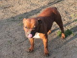 Chienne Staffordshire Bull Terrier fauve de 3 ans LOF en vente