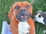 Chienne Staffordshire Bull Terrier fauve de 3 ans LOF en vente