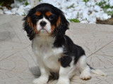 3 chiots Cavaliers King Charles tricolores à vendre (LOF)