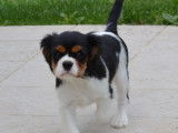 3 chiots Cavaliers King Charles tricolores à vendre (LOF)