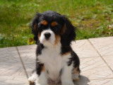 3 chiots Cavaliers King Charles tricolores à vendre (LOF)