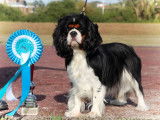 3 chiots Cavaliers King Charles tricolores à vendre (LOF)