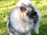 Femelle Spitz Allemand Loup LOF