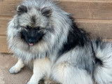Femelle Spitz Allemand Loup LOF