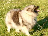 Femelle Spitz Allemand Loup LOF
