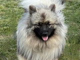 Femelle Spitz Allemand Loup LOF