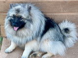 Femelle Spitz Allemand Loup LOF