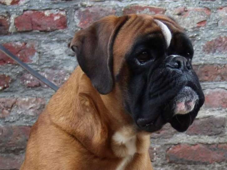 Kaoss, mâle Boxer fauve unicolore disponible pour saillie