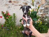 À réserver 6 chiots Whippets LOF