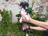 À réserver 6 chiots Whippets LOF