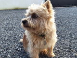 Mâle Norwich Terrier disponible pour saillie