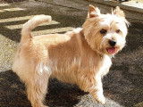 Mâle Norwich Terrier disponible pour saillie